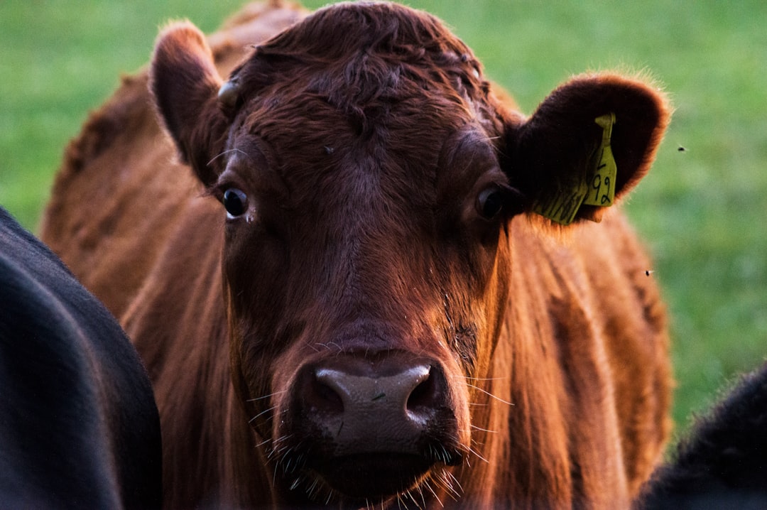 Photo dairy cow, isopods